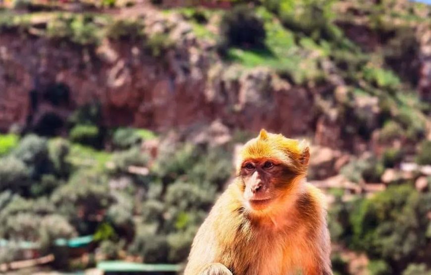 Ouzoud Waterfalls Excursion