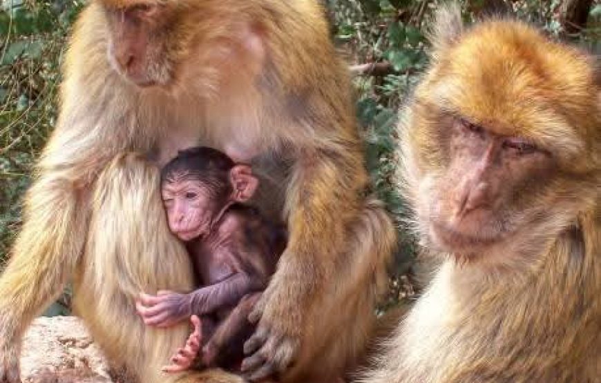 Ouzoud Waterfalls Excursion