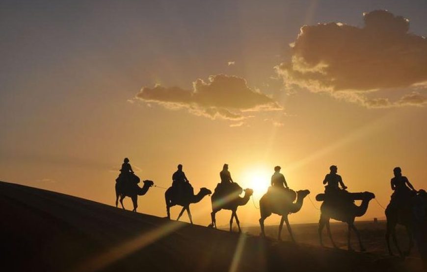 Camels at Sunset in Agafay & Dinner