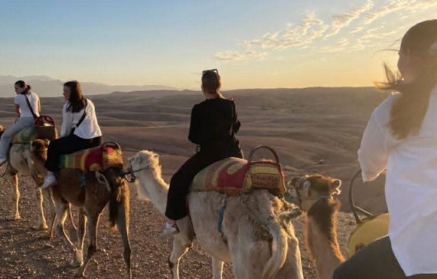 Camels at Sunset in Agafay & Dinner