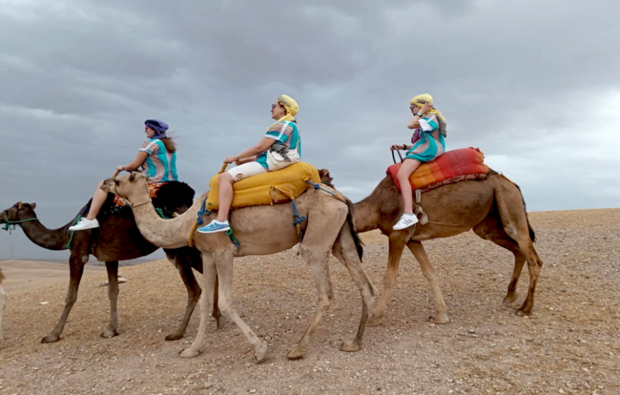 Camels at Sunset in Agafay & Dinner