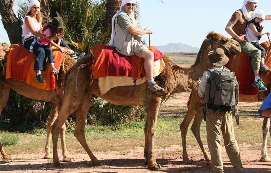 Camel Ride in the Palm Grove