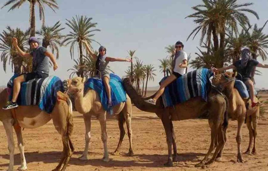 Camel Ride in the Palm Grove
