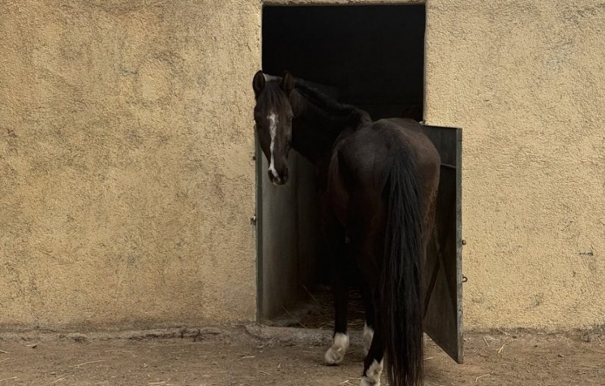 Donkey Ride in Berber Country