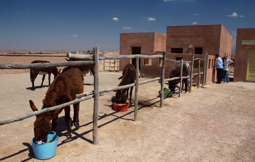 Donkey Ride in Berber Country