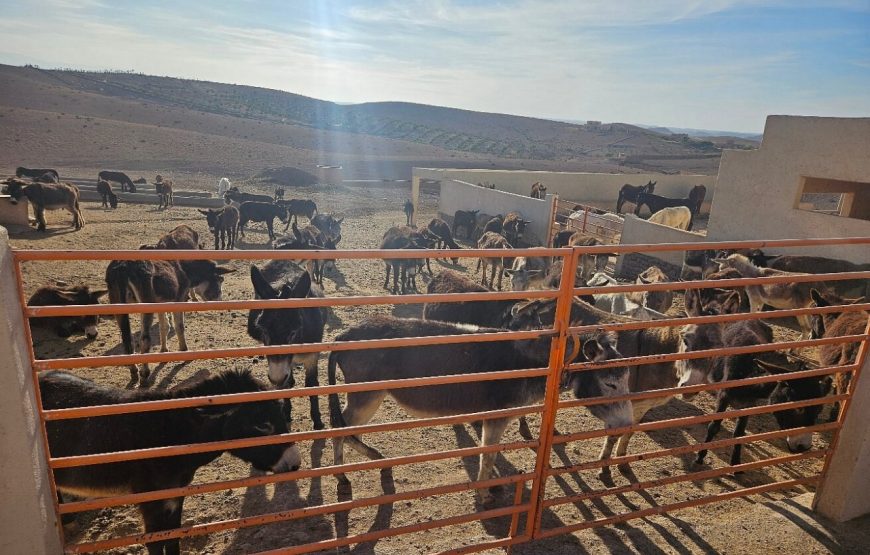 Donkey Ride in Berber Country