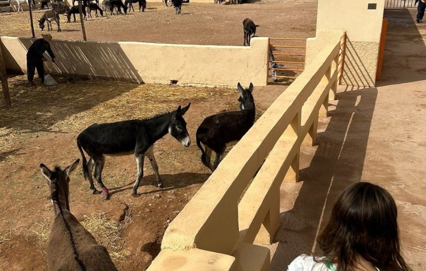 Donkey Ride in Berber Country