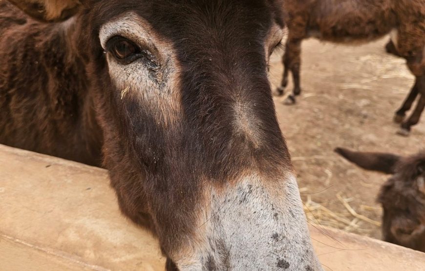 Donkey Ride in Berber Country