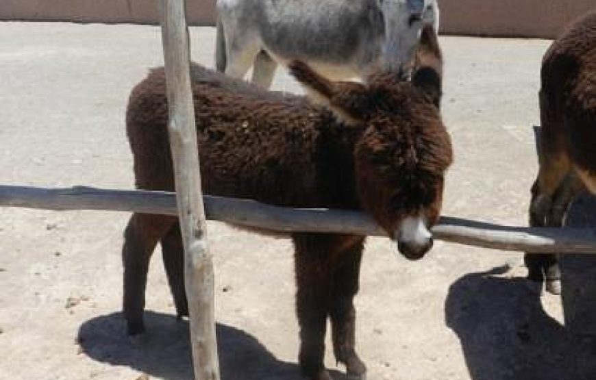 Donkey Ride in Berber Country