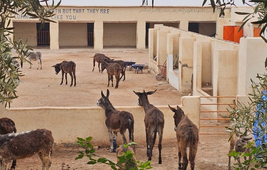 Donkey Ride in Berber Country