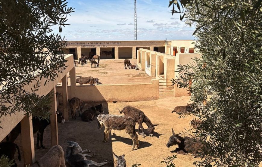 Donkey Ride in Berber Country