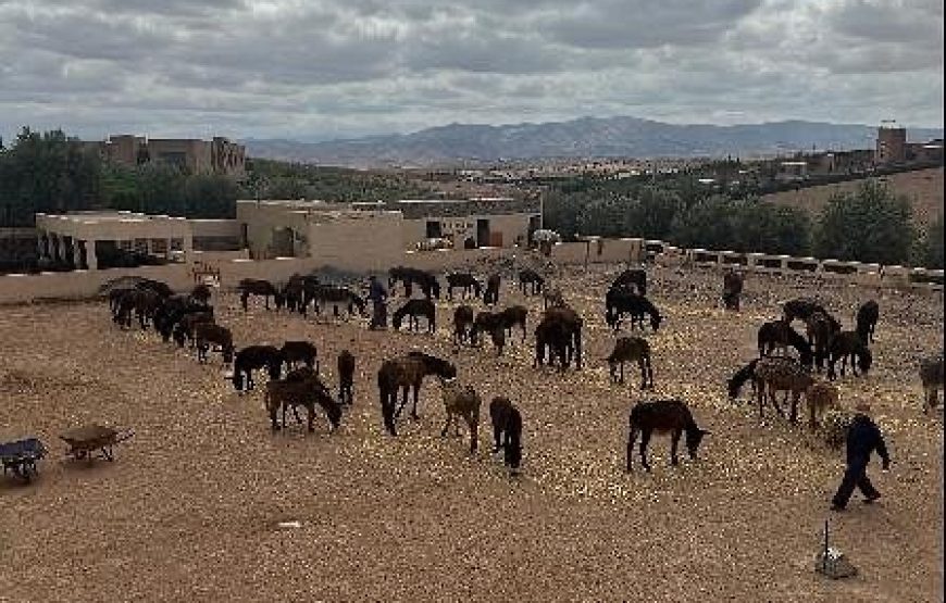Donkey Ride in Berber Country