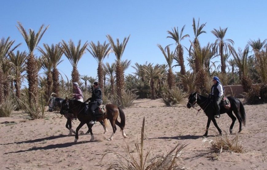 Horseback Riding in the Palmeraie Marrakech