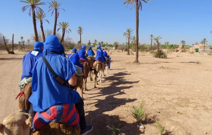 Camel Ride in the Palm Grove