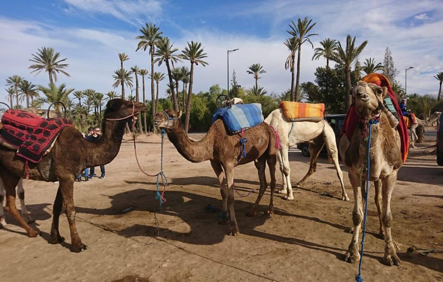 Camel Ride in the Palm Grove