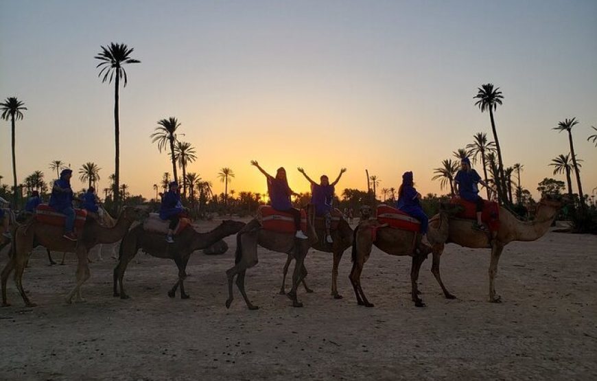 Camel Ride in the Palm Grove