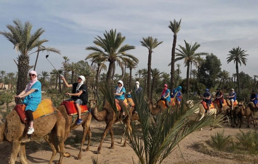 Camel Ride in the Palm Grove